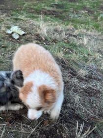 REG. MINI AUSSIE PUPPIES