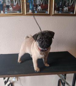 AKC PUG PUPPIES