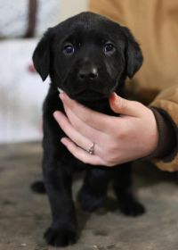 AKC LAB PUPPIES!