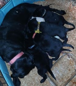 AKC LAB PUPPIES