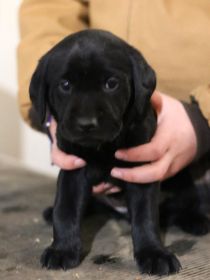 AKC LAB PUPPIES!