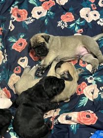 PUREBRED ENGLISH MASTIFF PUPPIES