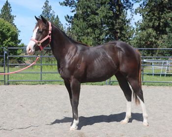 STUNNING YEARLING FILLY, DOUBLE REG. AQHA & APHA