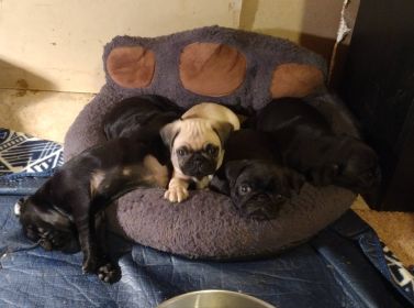 PUG PUPPIES