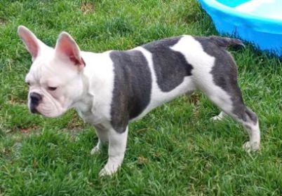 FRENCHTON PUPPY: 3/4 FRENCH BULLDOG & 1/4 BOSTON TERRIER