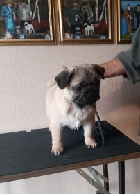 AKC PUG PUPPIES