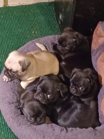 PUG PUPPIES