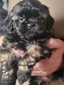 EXTREMELY RARE DOBIE MARKING PUREBRED SHIH TZU PUPPIES