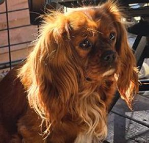 KING CHARLES CAVALIER KING CHARLES CAVALIER