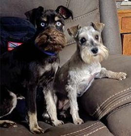 HANDSOME CHOCOLATE & CREAM MINIATURE SCHAUZER MALE HANDSOME CHOCOLATE & CREAM MINIATURE SCHAUZER MALE