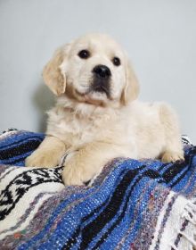 AKC ENGLISH CREAM GOLDEN RETRIEVER PUPPIES