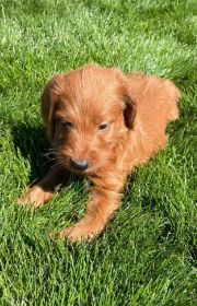 RED F1B LABRADOODLE PUPPIES AVAILABLE STARTING IN MAY