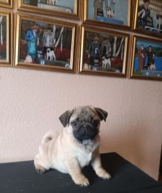 AKC PUG PUPPIES