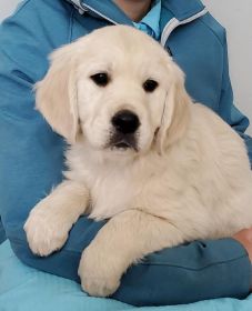 AKC ENGLISH CREAM GOLDEN RETRIEVER PUPPIES