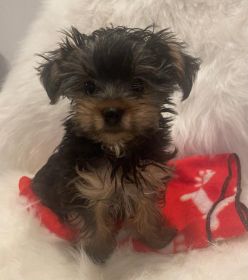 PUREBRED FEMALE AKC YORKIE PUPPIES