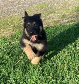 AKC GERMAN SHEPHERD MALE