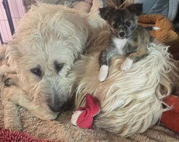 CHIHUAHUA/ TOY-SIZED MINI AUSSIE MALE PUPPY