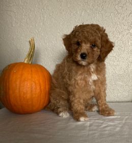 AKC RED & WHITE TOY POODLES