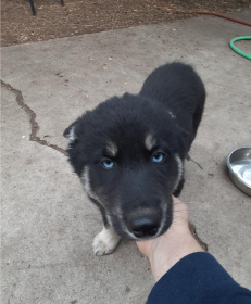 HUSKY/ POMSKY PUPPIES 