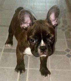 FRENCHTONS: 3/4 FRENCH BULLDOG, 1/4 BOSTON TERRIER FRENCHTONS: 3/4 FRENCH BULLDOG, 1/4 BOSTON TERRIER