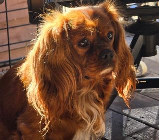 KING CHARLES CAVALIER KING CHARLES CAVALIER