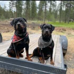 AKC REG. ROTTWEILER PUPPIES