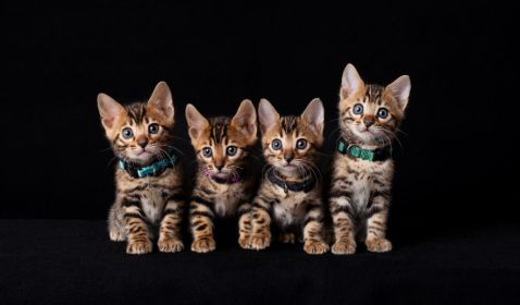 TICA REG. BENGAL KITTENS