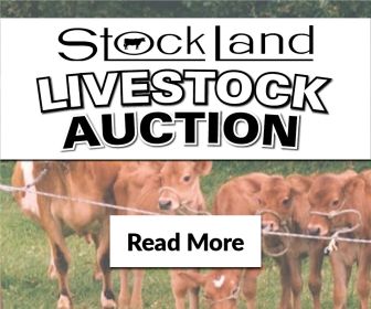 STOCKLAND LIVESTOCK AUCTION - AUGUST SALES