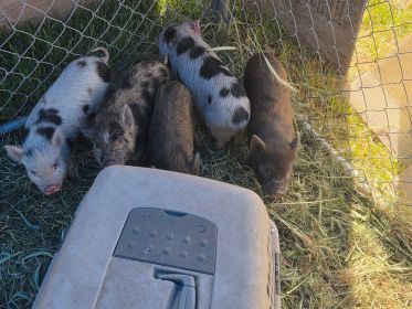 POT BELLY PIGS POT BELLY PIGS