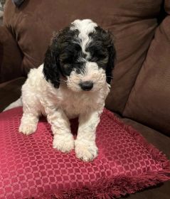 PUREBRED STANDARD POODLE PUPPIES! 