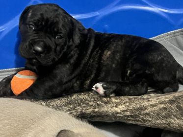 PUREBRED ENGLISH MASTIFF PUPPIES