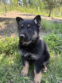 GERMAN SHEPHERD PUPPIES GERMAN SHEPHERD PUPPIES