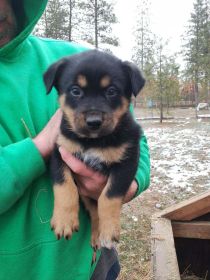 COMPANION BUDDIES ROTTWEILER/SHEPHERD/LAB MIX