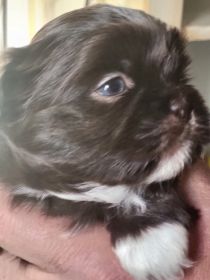 EXTREMELY RARE DOBIE MARKING PUREBRED SHIH TZU PUPPIES