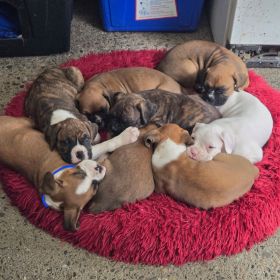 AKC BOXER PUPPIES