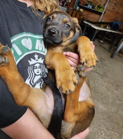 BELGIAN MALINOIS/ ROTTWEILER 11 WEEKS OLD