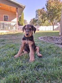 AIREDALE PUPPIES