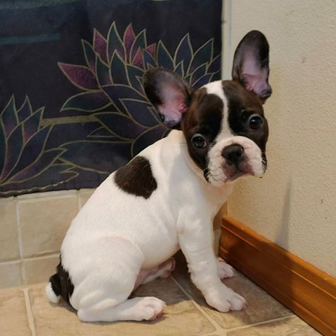 FRENCHTON PUPPY: 3/4 FRENCH BULLDOG & 1/4 BOSTON TERRIER > The Exchange