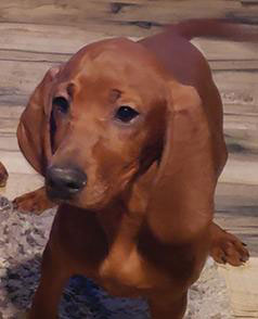 AKC UKC REDBONE COONHOUND PUPPIES The Exchange