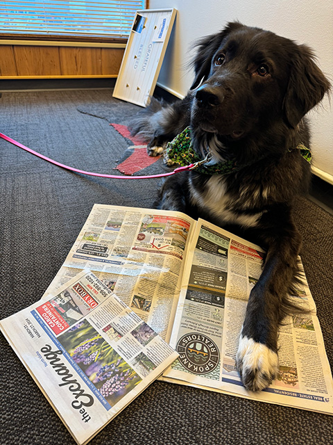 HOPPER THE OFFICE DOG JUST LOVES THE REAL ESTATE SECTION...