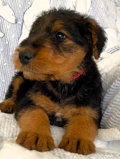 AIREDALE TERRIER PUPPIES