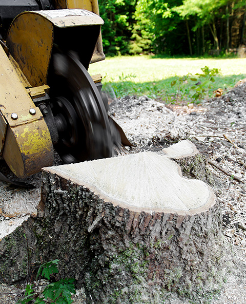 TREE TRIMMING & REMOVAL, STUMP GRINDING & DANGEROUS TREE
