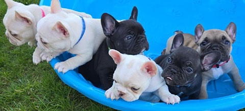 FRENCHIE PUPPIES! 