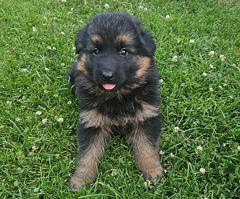 LONG COAT GERMAN SHEPHERD PUPPIES > The Exchange