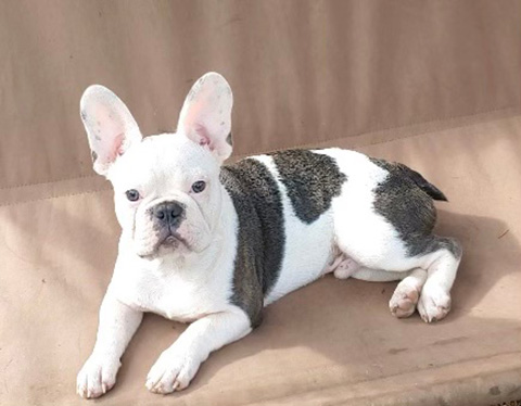 FRENCHTON PUPPY: 3/4 FRENCH BULLDOG & 1/4 BOSTON TERRIER