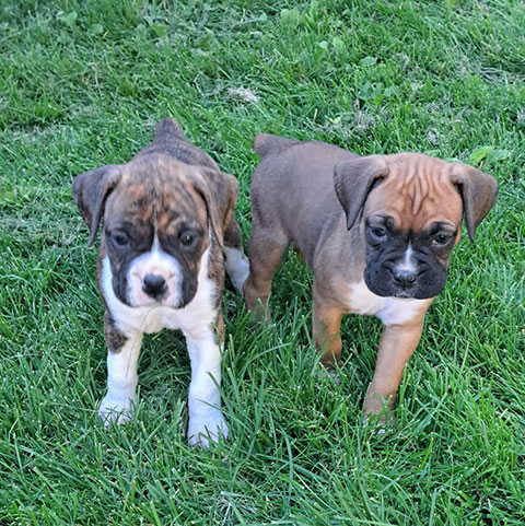 AKC BOXER PUPPIES