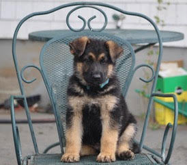 GERMAN SHEPHERD PUPPIES