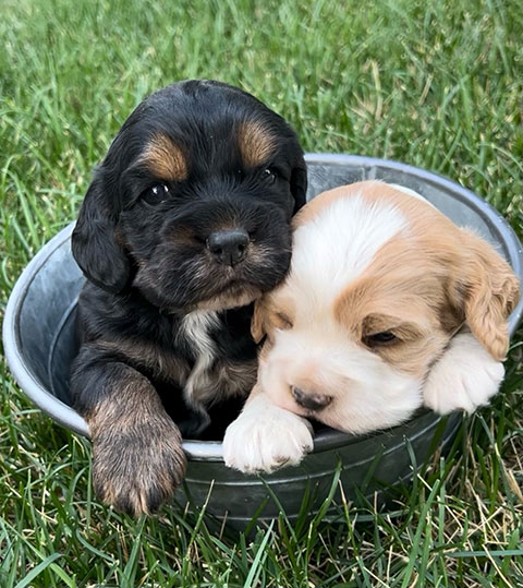 ACA REG. COCKER SPANIEL PUPPIES