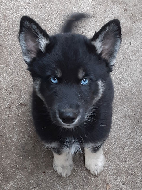 HUSKY/ POMSKY PUPPIES 