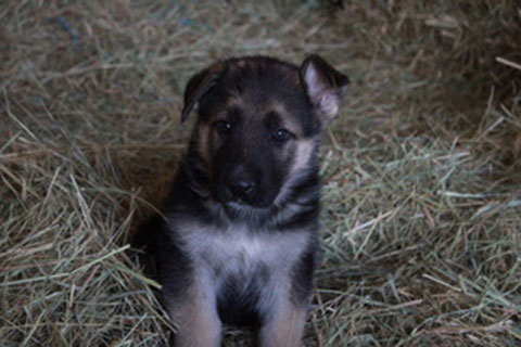 GERMAN SHEPHERD PUPPIES